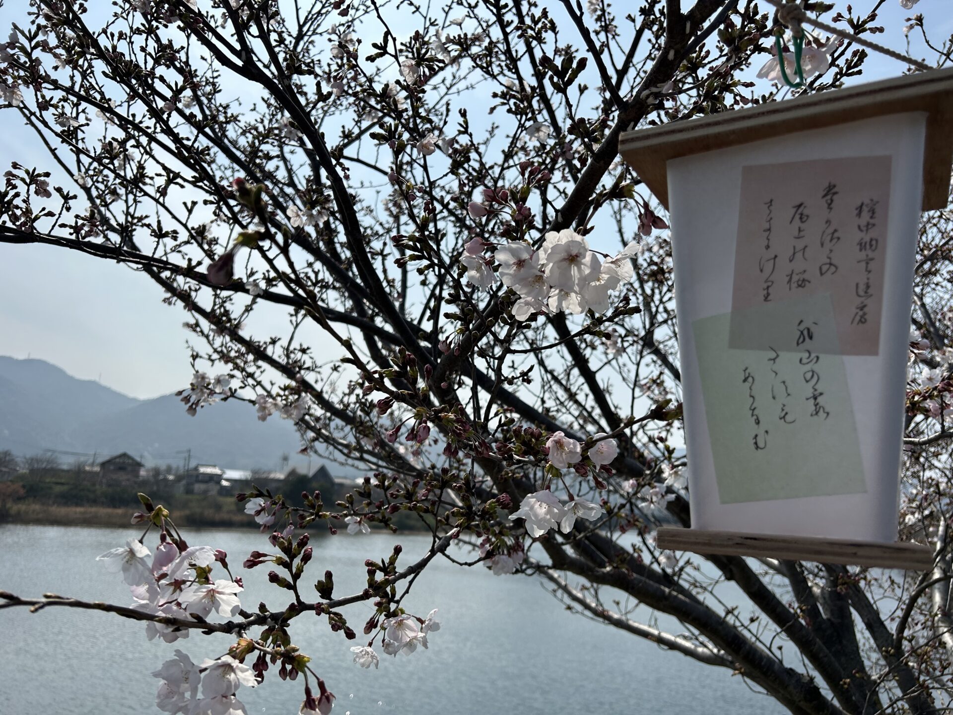 さくらまつり初出展！in川島！